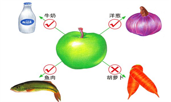 苹果儿童版讲解小苹果儿童版宝宝巴士